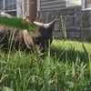 petloverb
